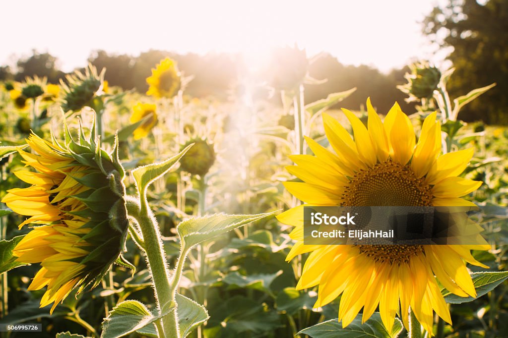 Sunflowers at sunset. A field of sunflowers during sunset. Agricultural Field Stock Photo