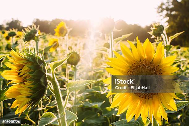 Sunflowers At Sunset Stock Photo - Download Image Now - Agricultural Field, Bright, Brightly Lit