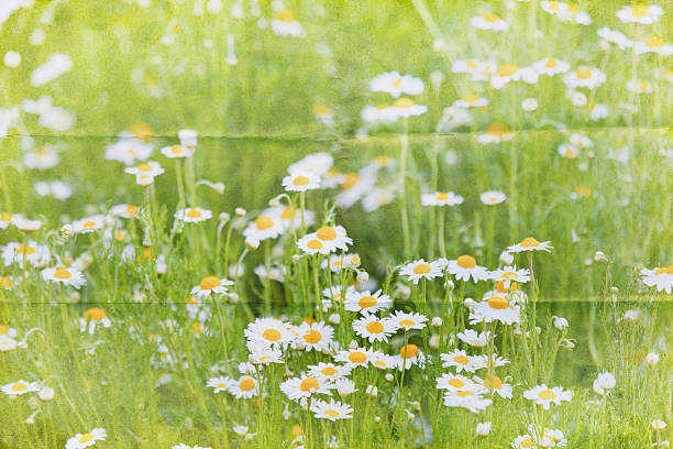 istock flower meadow paper background with marguerites 506995884