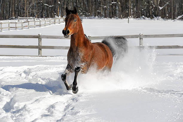 istock Horse Running in Powder Snow 506995906