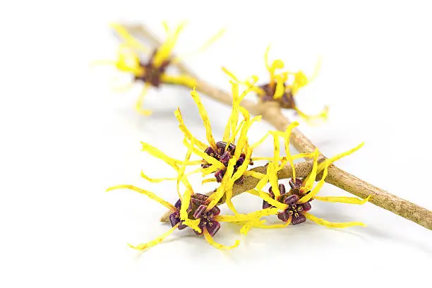 Blossoming branch of a witch hazel, medicinal plant Hamamelis, isolated with shadow on a white background, closeup with selected focus, narrow depth of field
