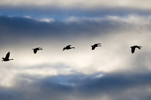 istock Flock of Geese Silhouetted in the Cloudy Sky 506995930