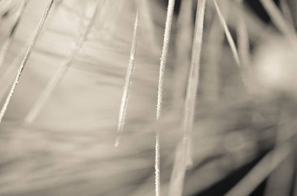istock Nature’s Abstract: Blurred Pine Needles of Winter 506995964