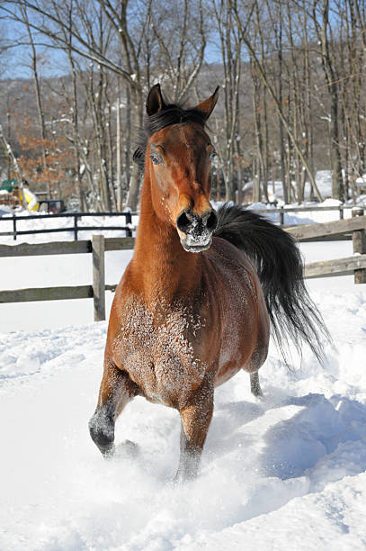 istock Horse Moving in Powder Snow 506996026