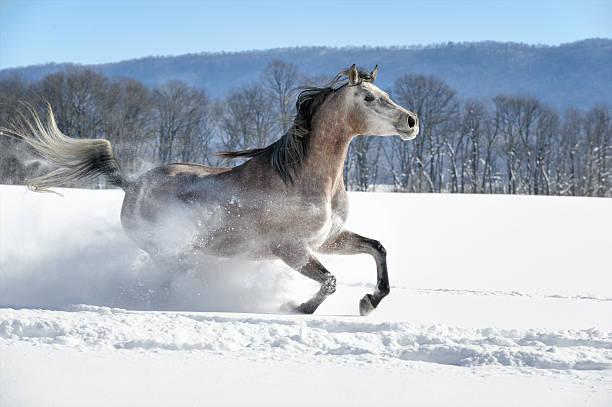 istock Horse Running in Powder Snow, Beautiful Mare Side View 506996648