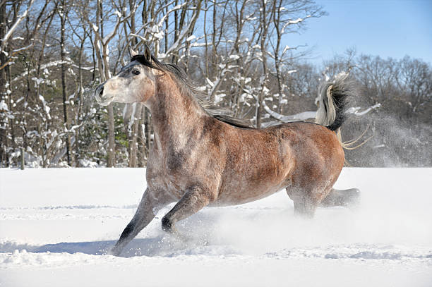 istock Horse Running in Deep Powder Snow, Beautiful Roan Mare 506996660