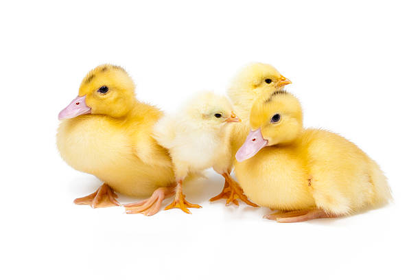 istock Little ducks and chickens on white background 506997054