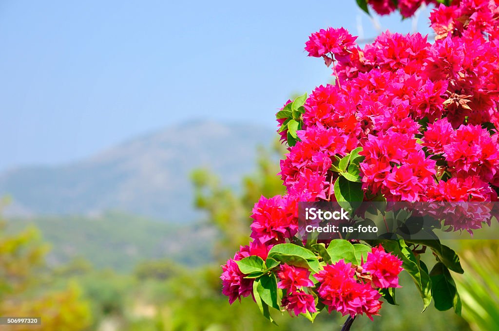 Pink bougainvillea and view of mountain Brunch of pink bougainvillea and view of mountain Backgrounds Stock Photo