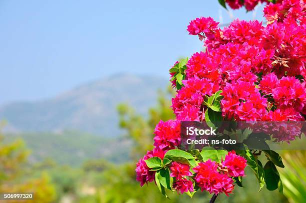 Pink Bougainvillea And View Of Mountain Stock Photo - Download Image Now - Backgrounds, Blue, Bougainvillea