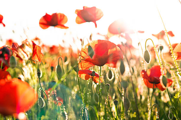 coquelicots au coucher du soleil - poppy flower field corn poppy photos et images de collection