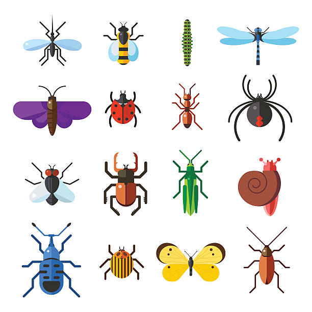 ilustrações de stock, clip art, desenhos animados e ícones de conjunto de insetos ícone plana isolado num fundo branco - inseto ilustrações