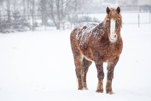 A wild stallion charging forward during a heavy snowfall.