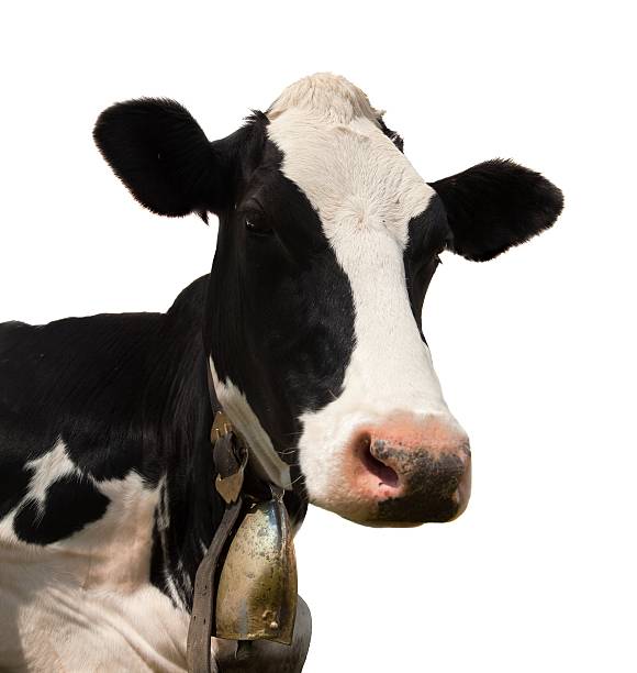 istock head of black and white cow (bos primigenius taurus) 506998162