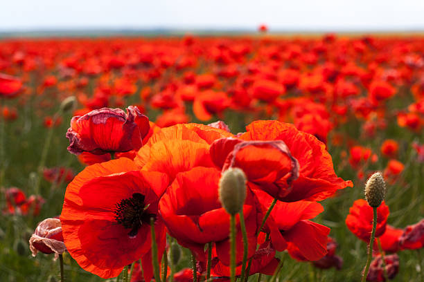 istock Flowers - red poppies in the field 506998910