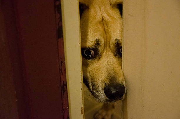 istock Sad Dog in Door 506999240