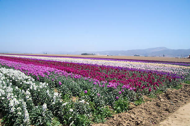 istock Rows of flowers growing in California 506999614