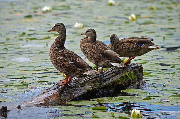 istock Mallards on a Log in the Lily Pads WA State 506999960