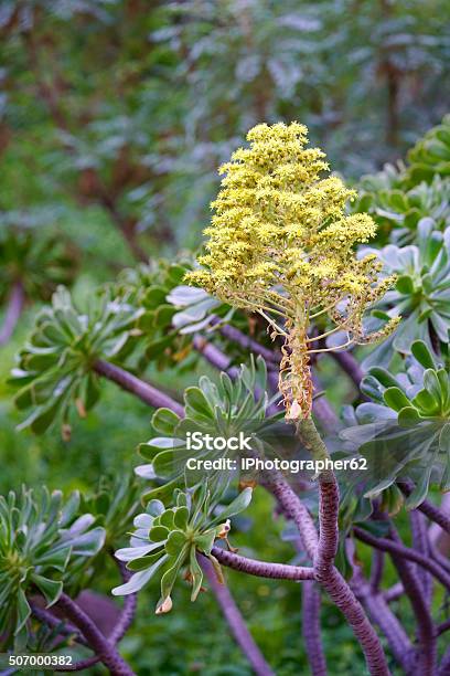 Aeonium Manriqueorum Stock Photo - Download Image Now - Aeonium, Ash, Blossom