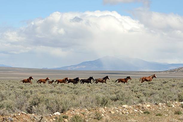 Wild Horses A herd of Wild Horses runs through sage brush in central Nevada animals in the wild stock pictures, royalty-free photos & images