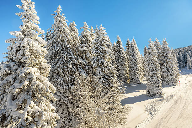 istock Pine trees covered with snow on Kopaonik mountain in Serbia 507000962