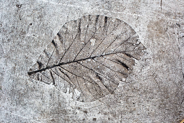 istock Fingerprint leaves on a decorative concrete 507001448
