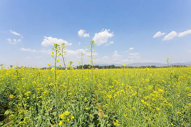 Field Of Oilseed Rape