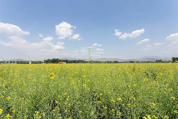 Field Of Oilseed Rape