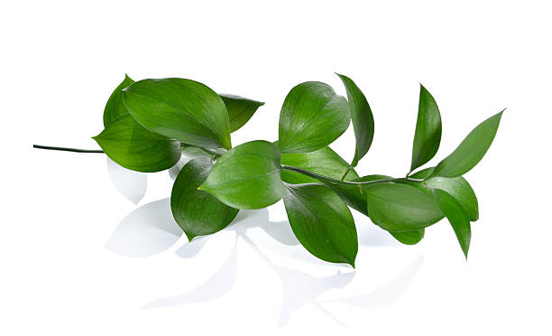 istock Ruscus, Butcher's Broom Ruscus aculeatus, florists foliage 507002078