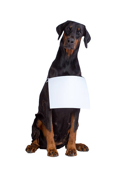 istock Doberman dog with blank sign 507002202