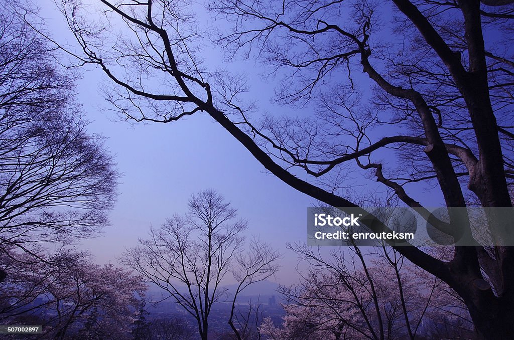 silhouette of tree branches on blue sky. Abstract Stock Photo