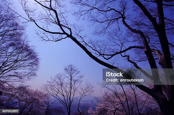 Silhouette Of Tree Branches On Blue Sky Stock Photo - Download Image Now - Abstract, Autumn, Back Lit
