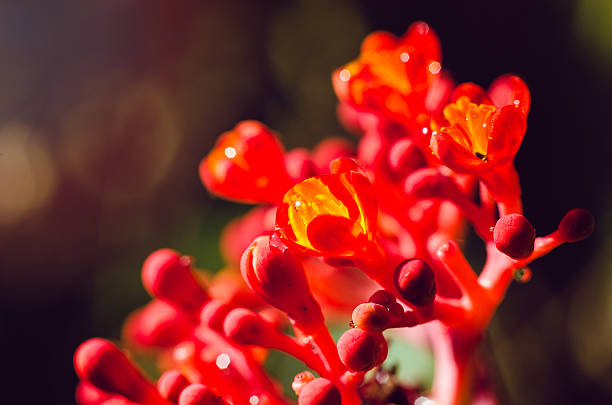 istock Beatiful red flowers with water drop, with a wonderfull background 507003573