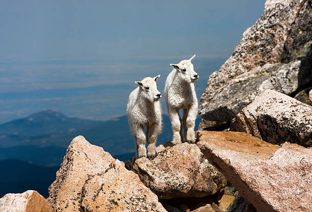 baby mountain goats stock photo