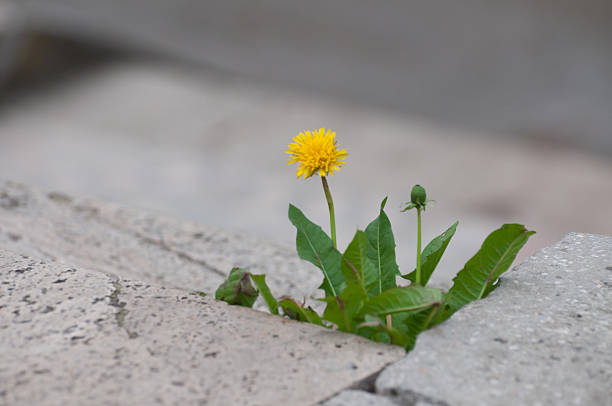 istock yellow dandelion with leaves and stairs 507003797
