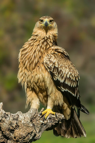 spagnolo aquila imperiale adalberti (aquila - imperial power foto e immagini stock