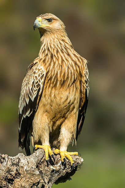 spanish imperial eagle (aquila adalberti) stock photo