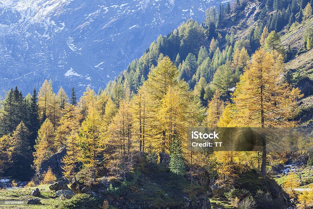 Alp forest Autumn forest in the Alp Austria Stock Photo