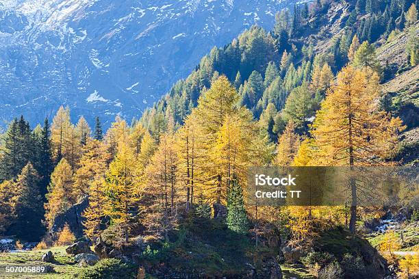 Alp Forest Stock Photo - Download Image Now - Austria, Autumn, Beauty In Nature