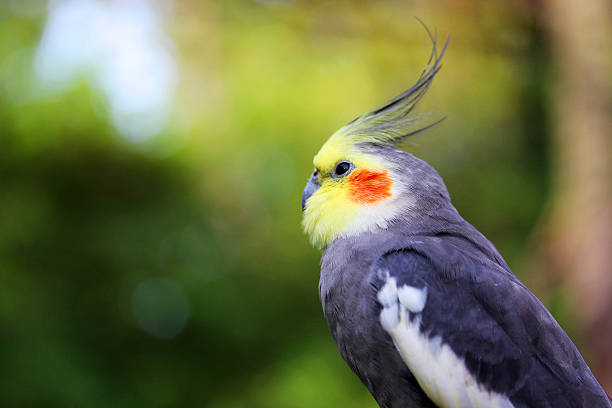 istock Profile of Cockatiel 507006065