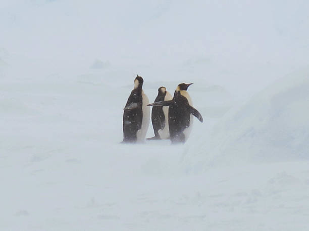 Emperor Penguins in snow stock photo