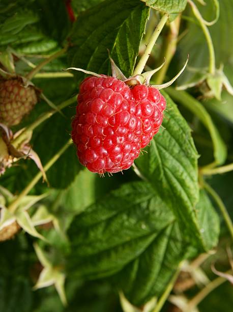 istock raspberries in a garden 507007109