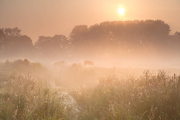 istock foggy sunrise over pasture with horse 507007185
