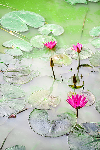 istock few of lotus blooming in sunset 507007629