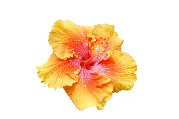 Photo of Flower - Hisbiscus - clipping path