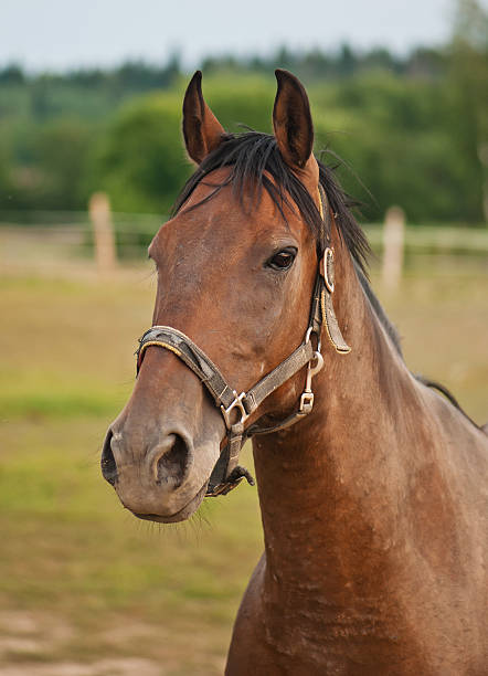 istock portrait of a brown horse 507009367