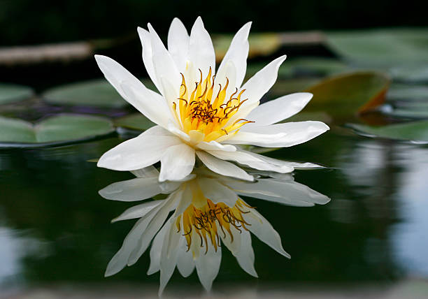 istock Beautiful white lotus in the pond 507009429