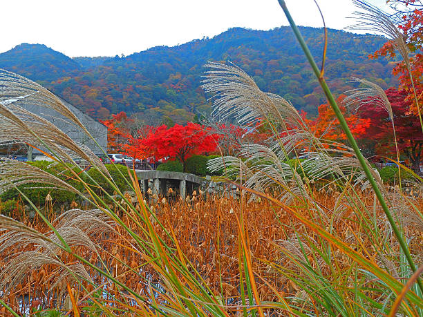 istock Arashiyama in Kyoto 507019776