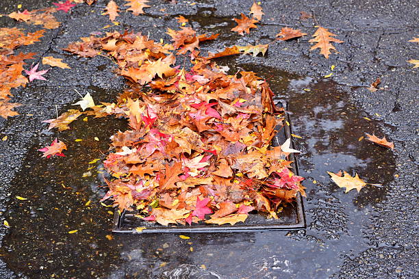 istock Storm drain partially blocked by fallen leaves 507020368
