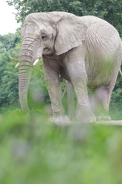 Calm African elephant resting at bushy land background