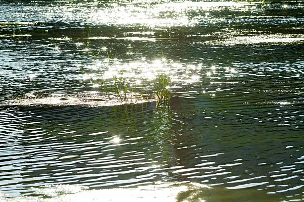 Flecks of sunlight sparkle in the quick water.